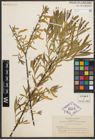 Foto von Salix melanopsis Nutt.